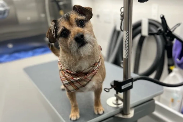 Fetch Pawz Mobile Dog Grooming 2