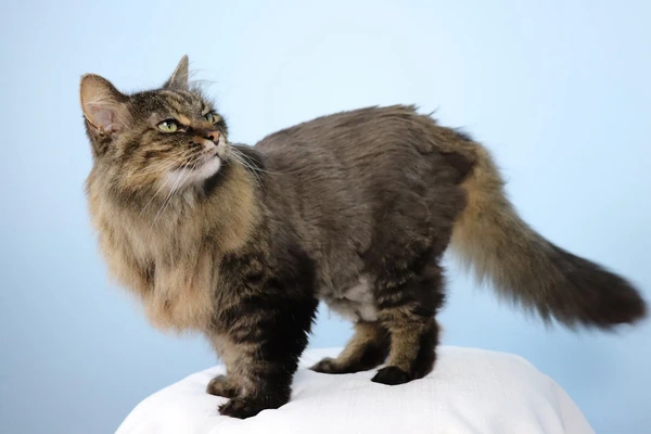 Fluff N Buff Mobile Pet Services 1
