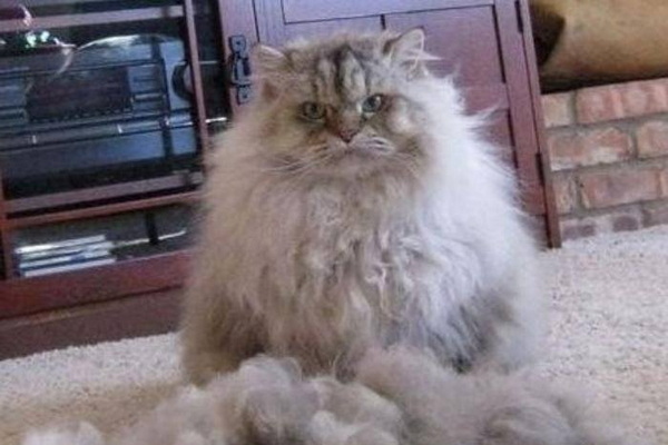 Fresh Furry Pet Grooming 2