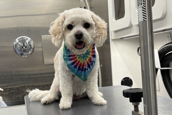 Happy Pups Mobile Dog Grooming 2