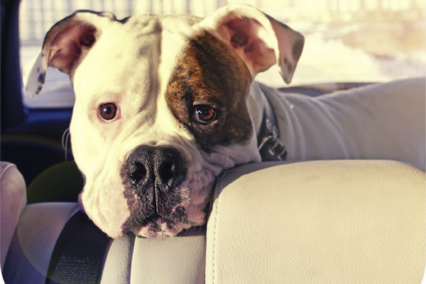 JV Mobile Pet Grooming 2