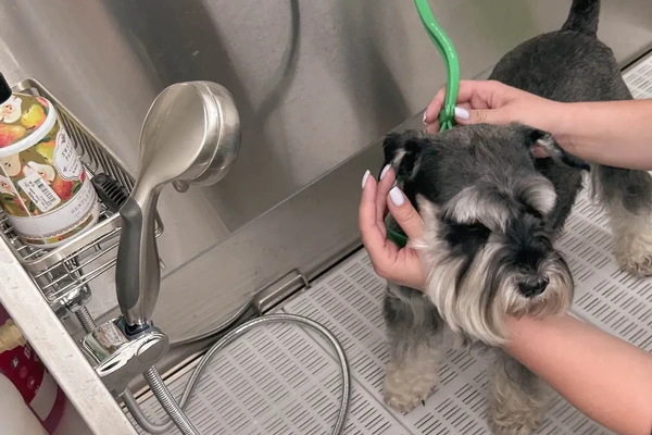 Kates Gentle Groomhouse 2