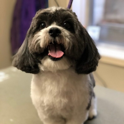 Kittys Dog Spa 1