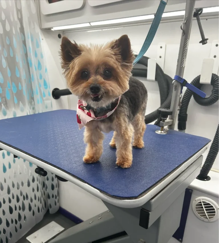 LB Mobile Dog Grooming 2 768x852