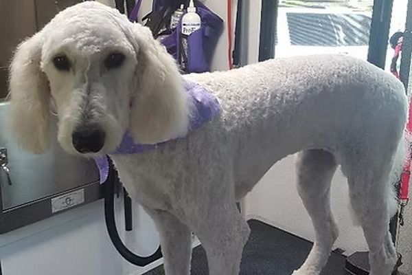 Little Mobile Grooming Shop 2