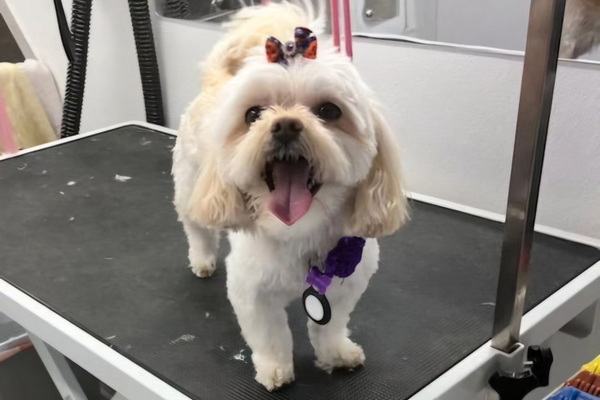 My Dogs Mobile Groomer 2