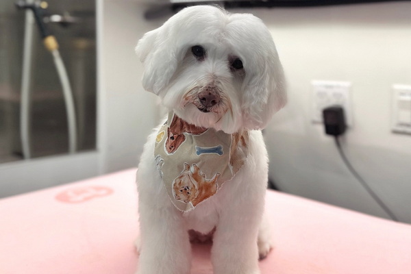 Paw Seasons Mobile Pet Spa 2
