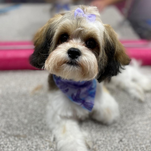 Pawmetto Puppy Cuts 1