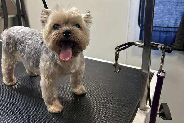 Pawmiere Mobile Pet Spa 2
