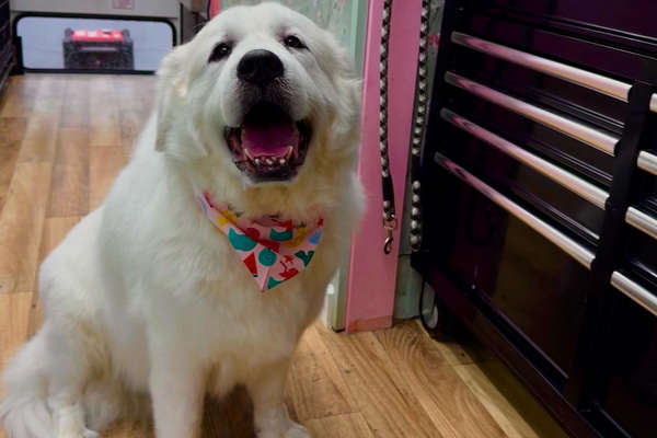 Paws Petals Mobile Dog Grooming 2