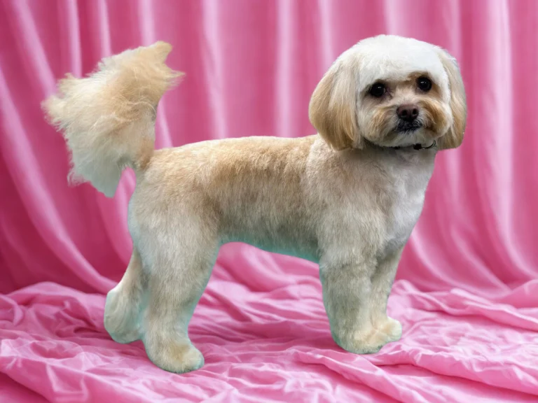 Pawsh Paws Mobile Dog Grooming 1 768x576