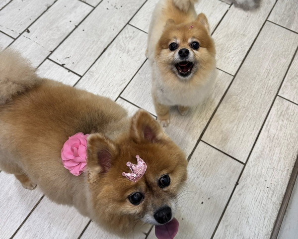 Petdog Grooming 2