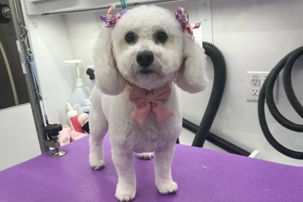 Posh Parlor Mobile Grooming 2
