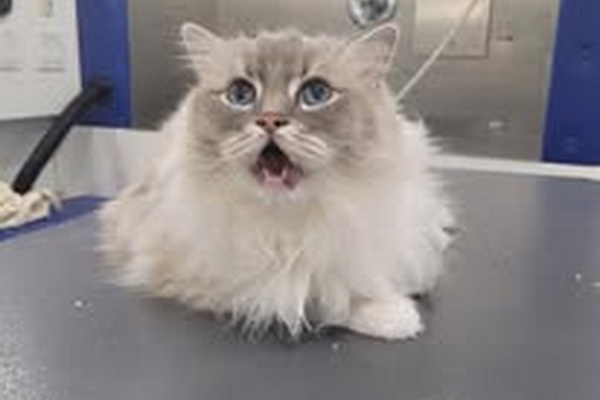 Purrfect Pawz 2
