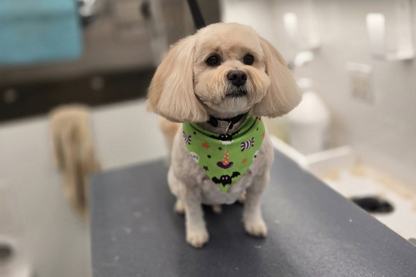 Radiance Mobile Pet Spa 2