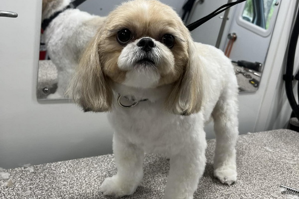 Shampooch Mobile Grooming 2