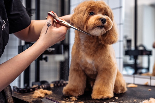 The SPAW Mobile Pet Grooming 2