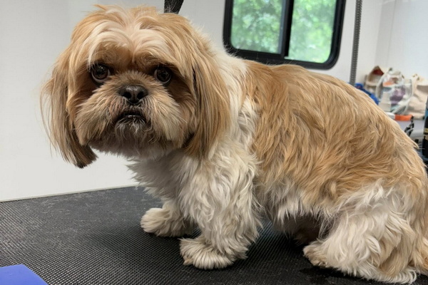 Ultimutt Mobile Grooming 2