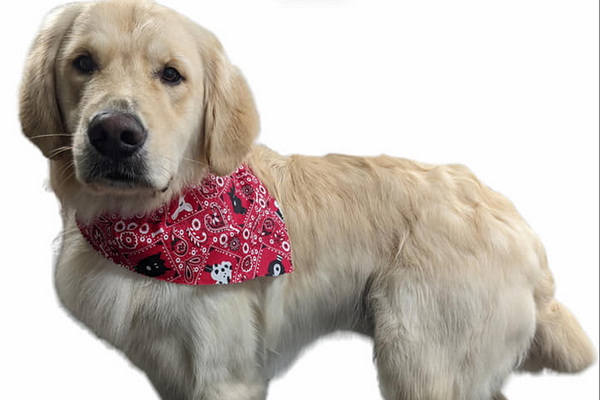 WisePup Grooming 2
