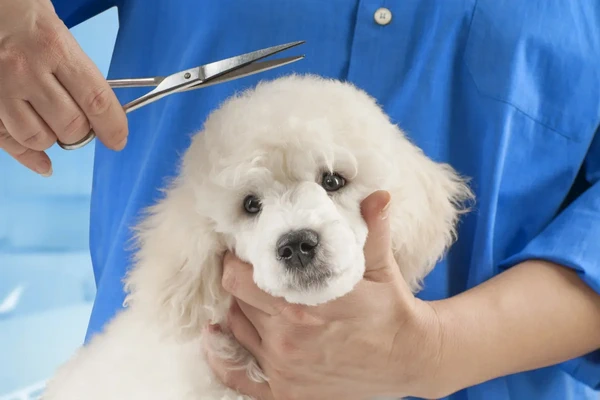 Wizard of Paws Mobile Pet Grooming 2