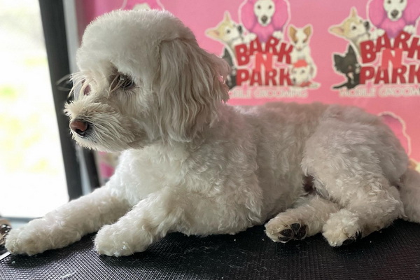 Bark N Park Mobile Grooming 2