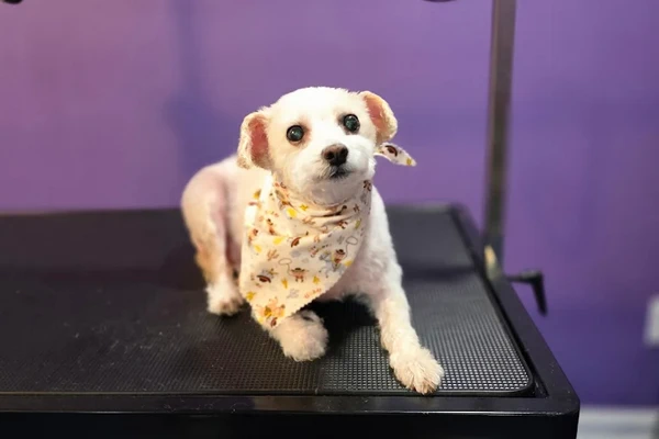 Daniyyels Mobile Dog Grooming 1