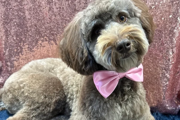 Elite Mobile Pet Salon 2