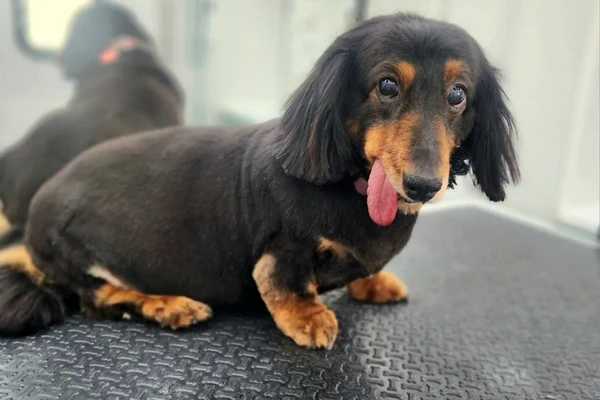 Elite Pooch Mobile Grooming 2