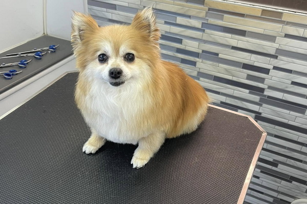 Fetch Fluff Mobile Dog Grooming 2