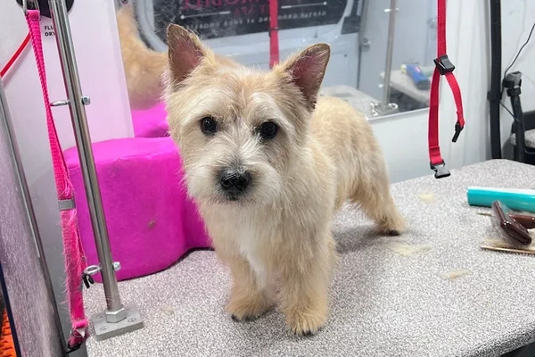 Gabys Mobile Pet Spa 2
