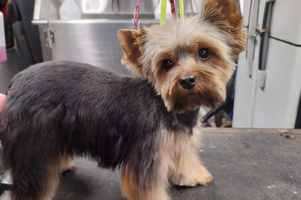In Style Mobile Pet Grooming by Dawn 2
