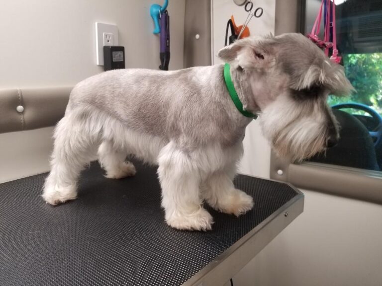 Lolas Mobile Pet Grooming 2 768x576