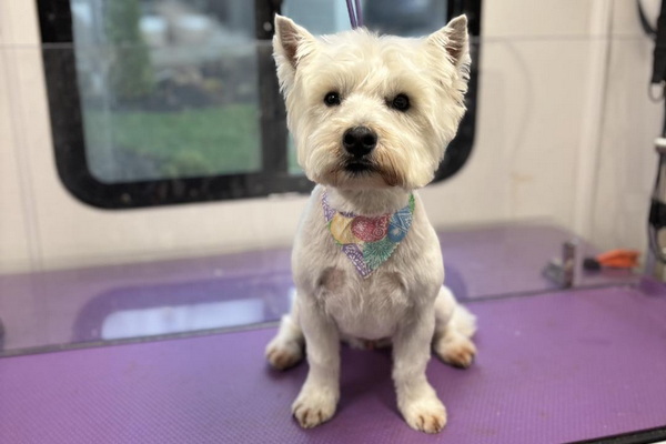 Pawpin Pawz Luxury Mobile Grooming 2