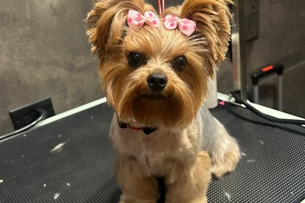 Paws R Us In Home Mobile Grooming 2