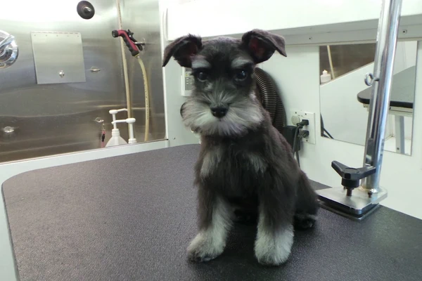 Petagree Mobile Spaw 2