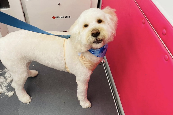 Spaw Day Mobile Grooming Salon 2