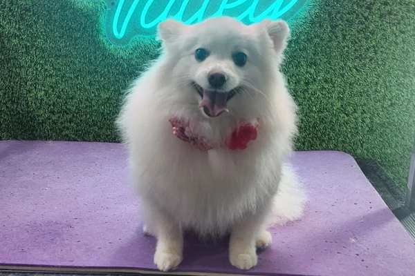 The Valley Mobile Grooming 2